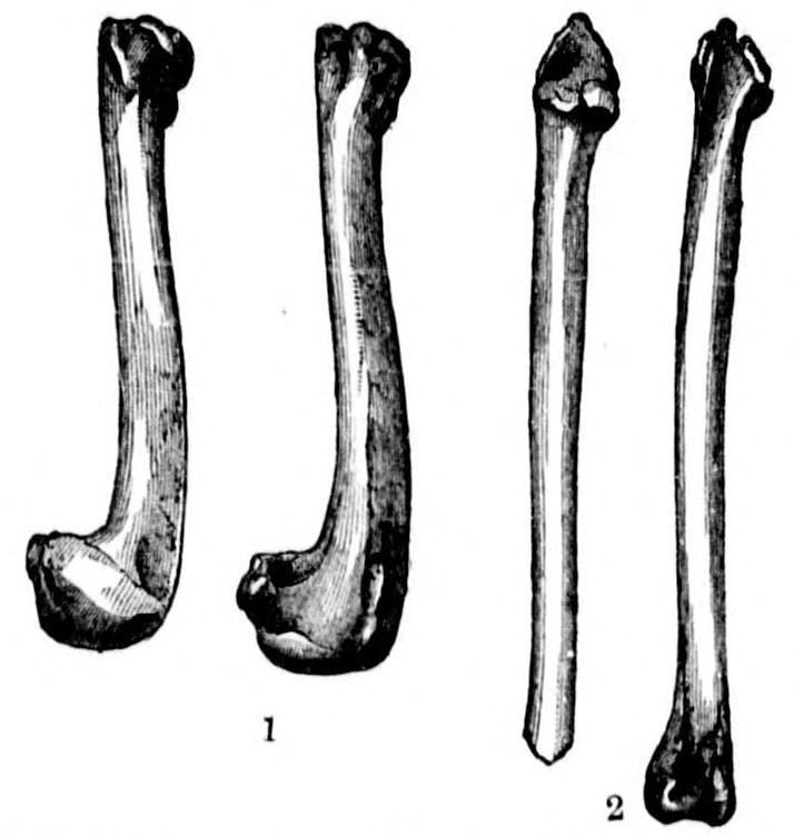 Bones of a Great Auk from a kitchen midden The Great Auk, or Garefowl: Its history, archaeology, and remains by Grieve, Symington (1885) pub
