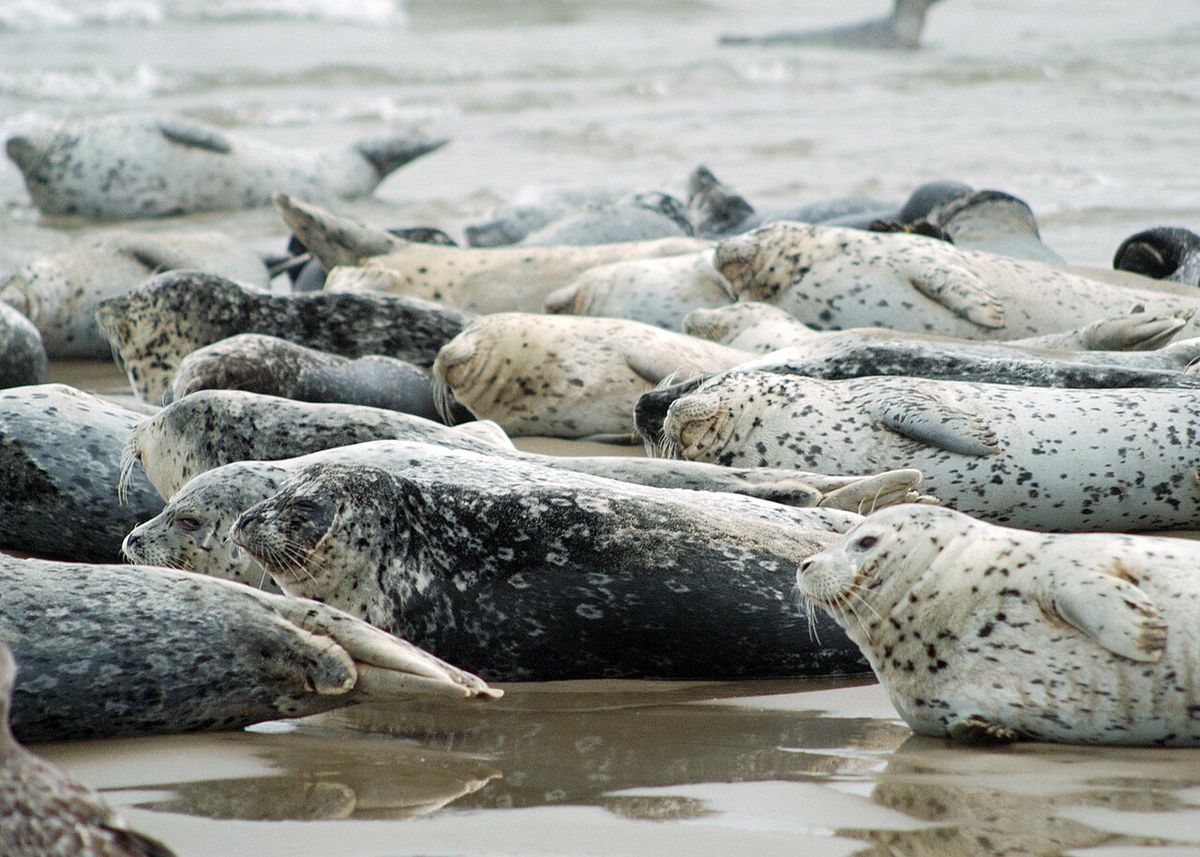 Harbor seals at Alsea Bay