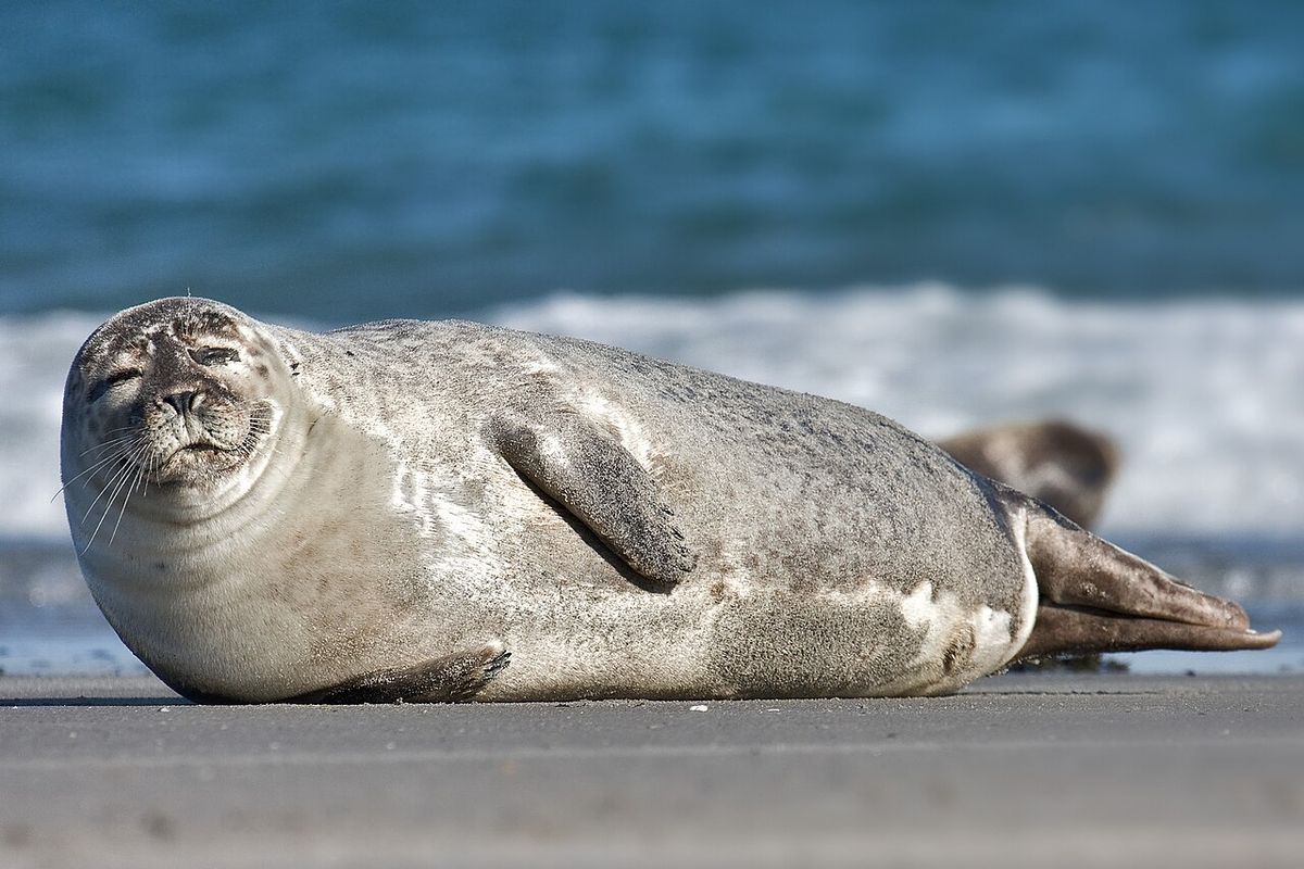 Common Seal