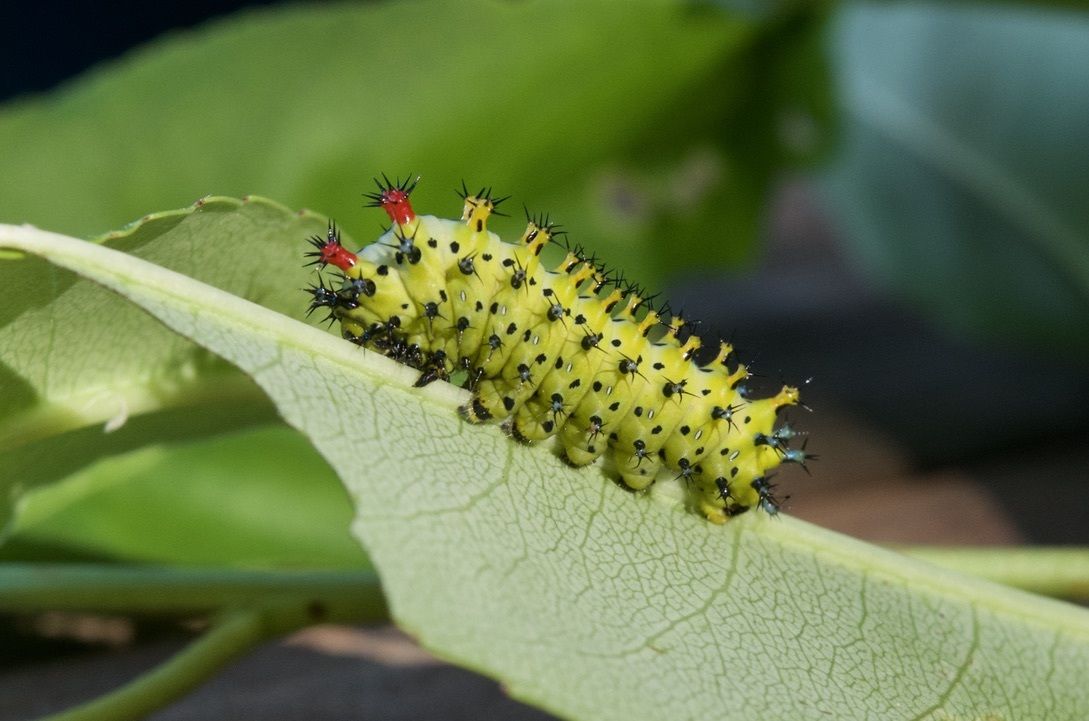 Photo of Cecropia Moth (undefined) uploaded from iNaturalist.