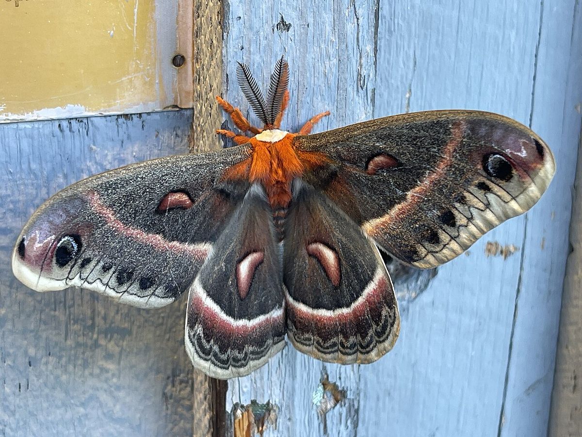 Photo of Cecropia Moth (undefined) uploaded from iNaturalist.