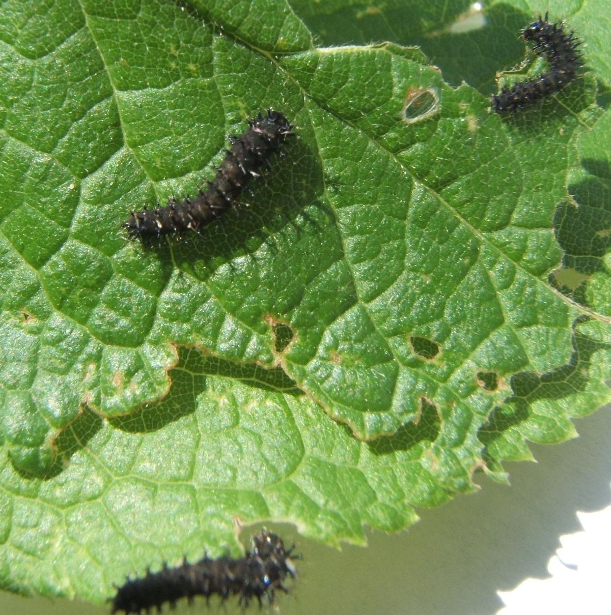 Hyalophora cecropia 1st instar taken by Shawn Hanrahan and reared on Cherry.