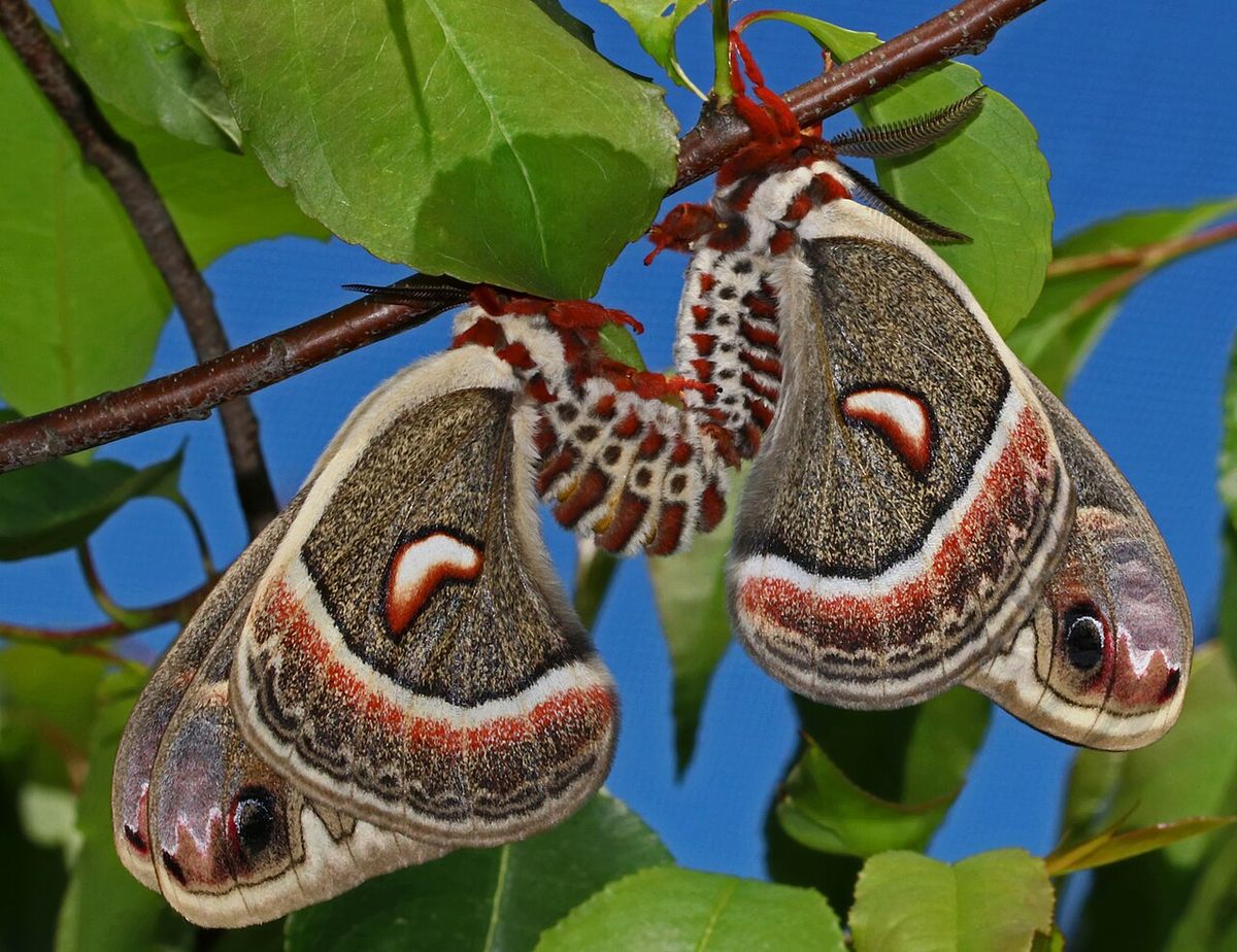 Hyalophora cecropia
