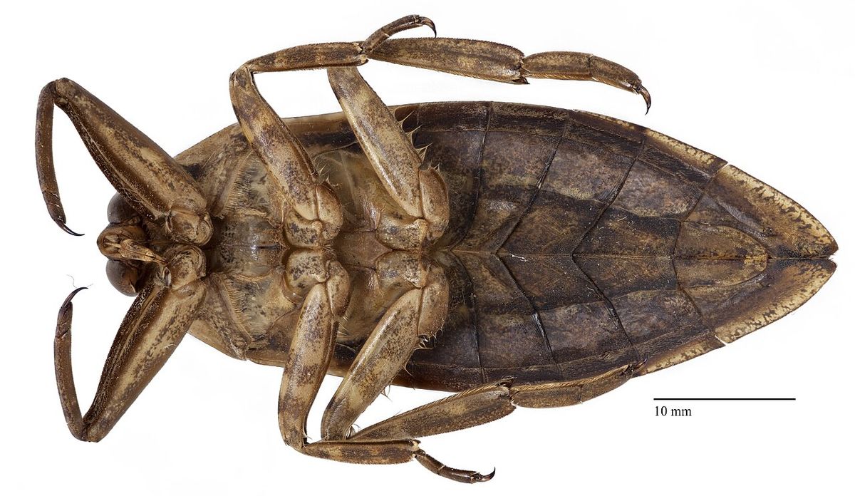 ventral view of Belostomatidae