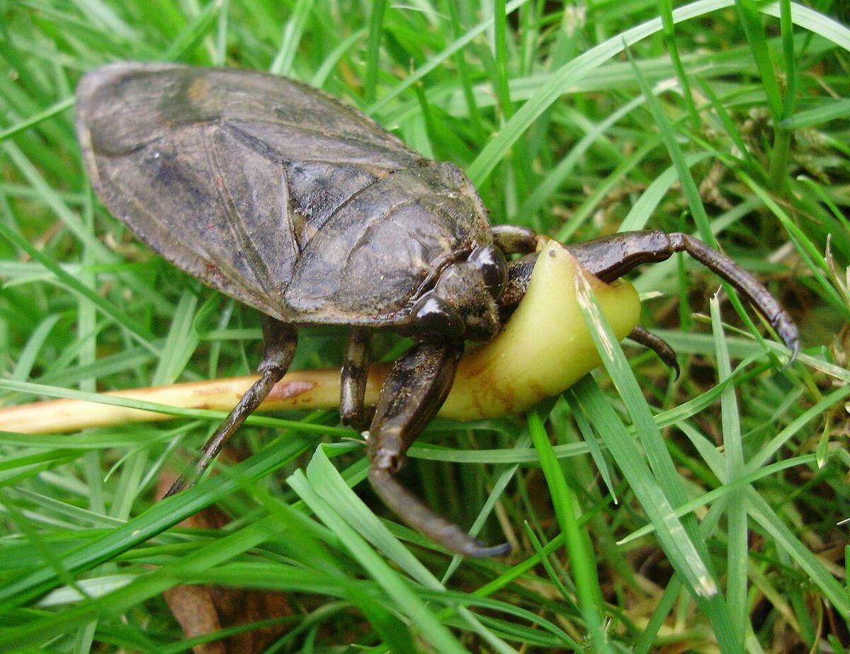 A Giant water bug (Lethocerus americanus) I found in my backyard. Photo taken in Langley, BC