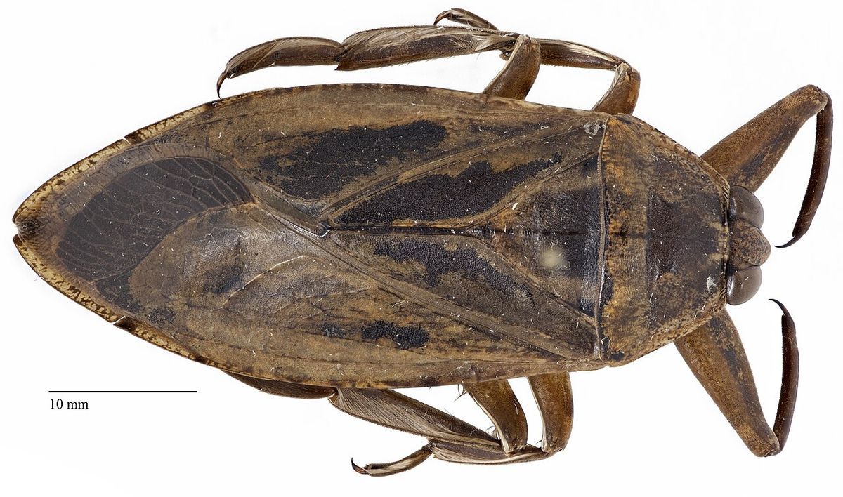 Lethocerus americanus