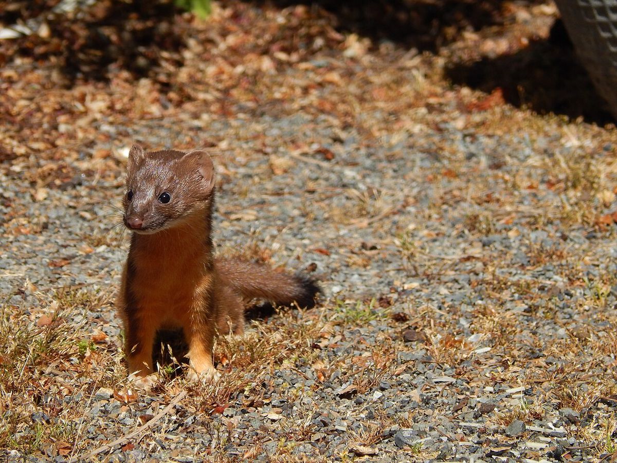 Long-tailed Weasel in North Seattle, Washington State, United States of America on Wednesday 2 June 2021, picture taken by Tanis Coralee Leo