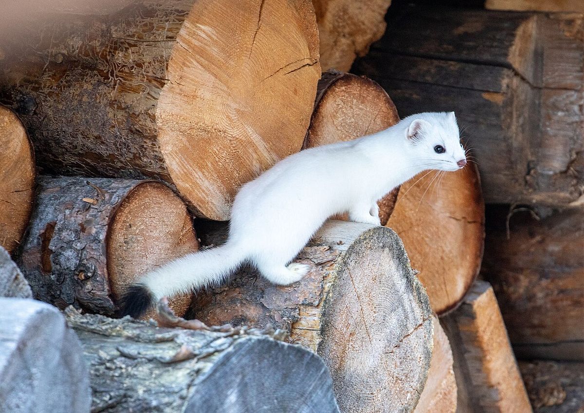A white weasel rests on a pile of cut logs Long-tailed weasel Keywords: long-tailed weasel; wildlife; mammal; mustela frenata