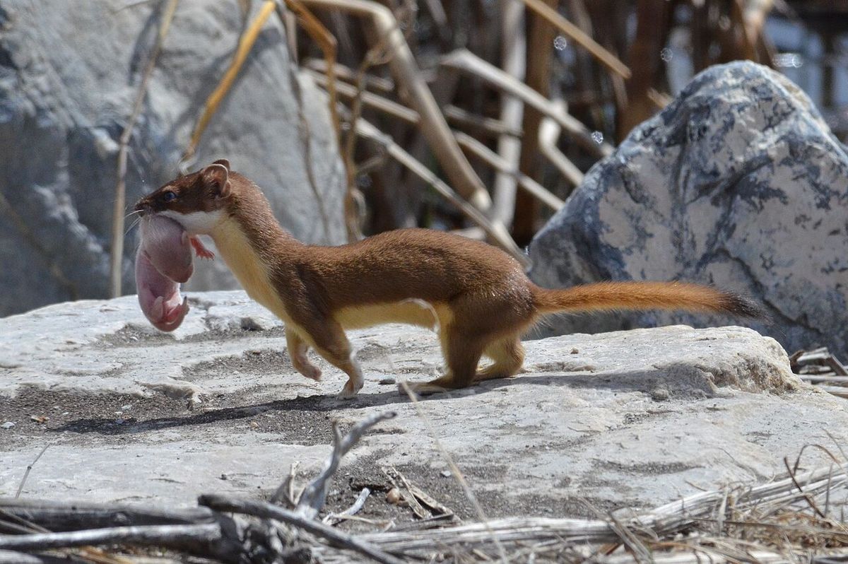 Long-tailed Weasel with baby by Wayne Watson, 2013 Bear River Refuge Photo Contest
