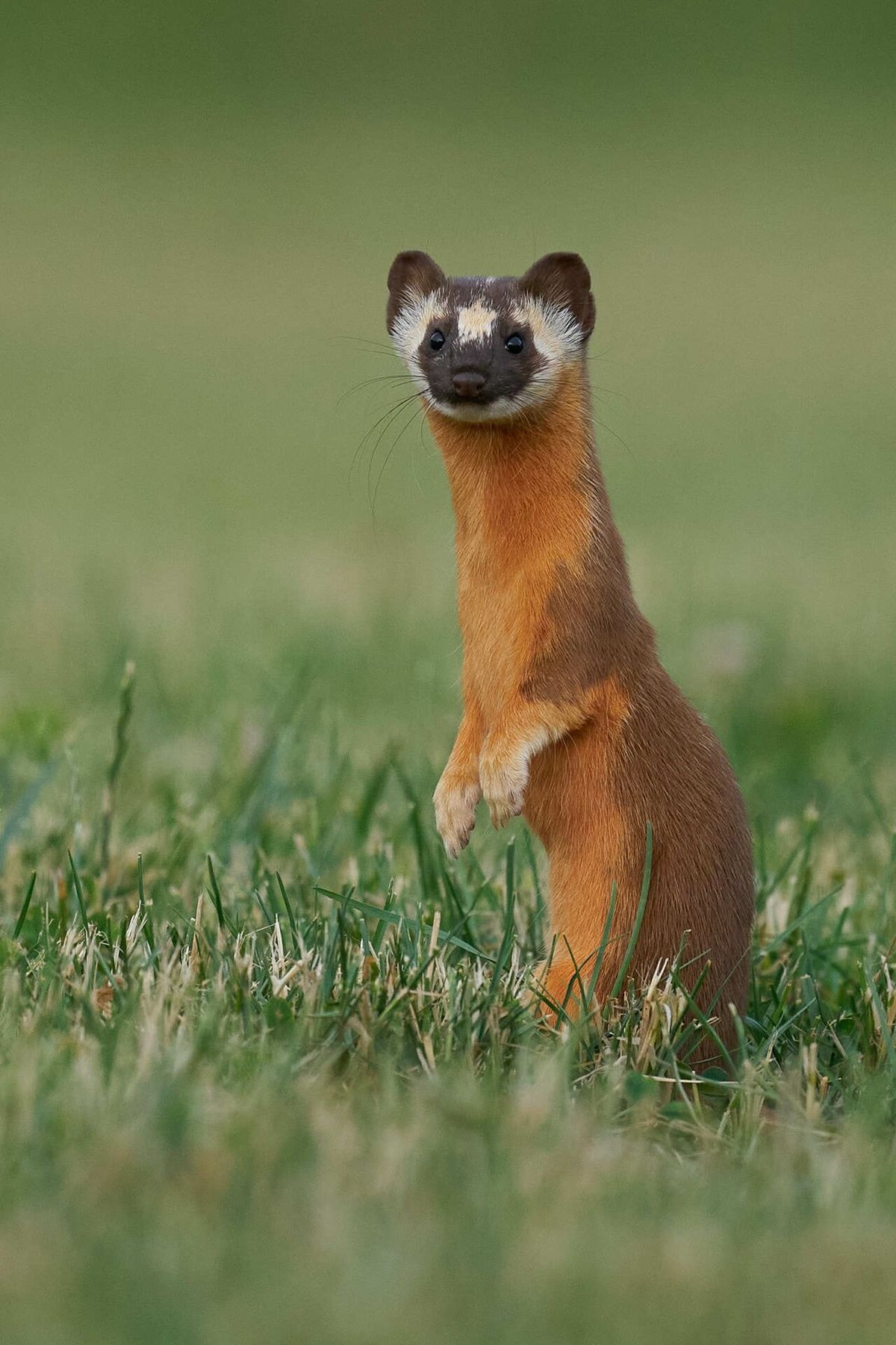 Long-tailed weasel