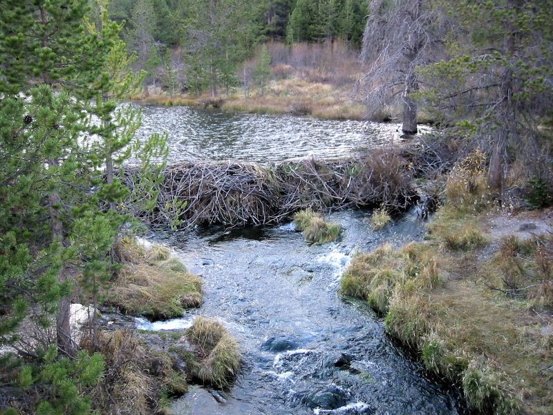 Beaver dam Description: American Beaver (Castor canadensis) dam of Hat Lake and Hat Creek in foreground. Viewpoint location: Bridge over Hat