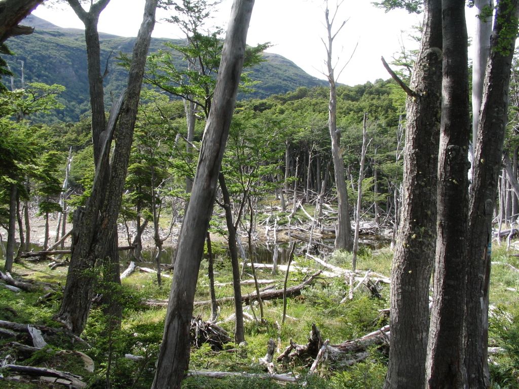 Beaver damage to the forest on the north shore of Robalo Lake, Navarino Island, Chile.