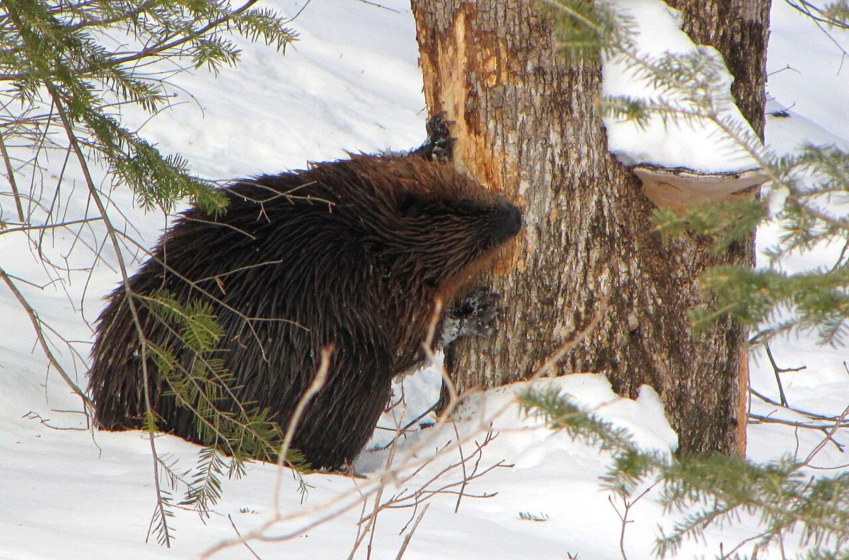 Canadian Beaver (Castor canadensis), Gatineau Park, Quebec, Canada.