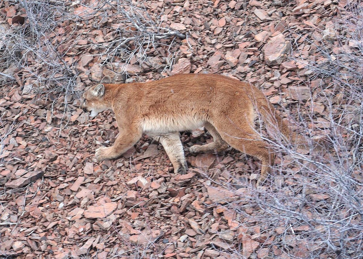 Cougar in the Beulah Wildlife Management Unit (Malheur County, Oregon).