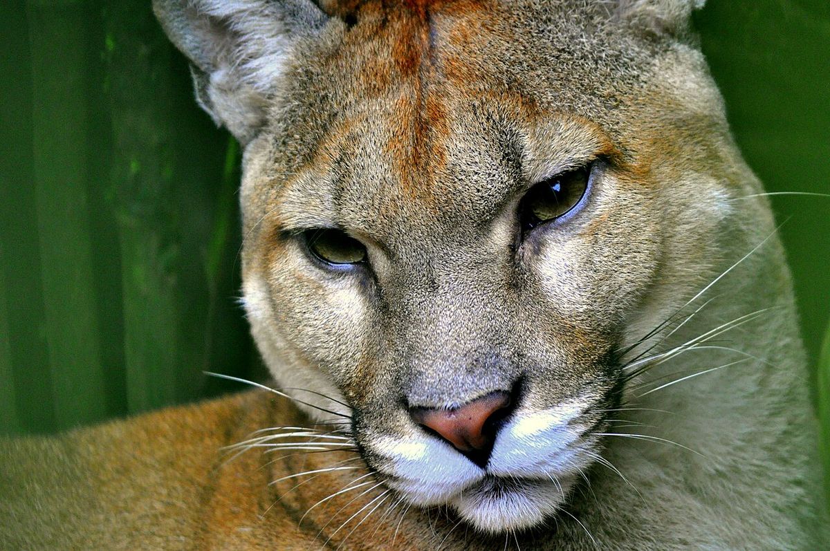 Puma en Costa Rica