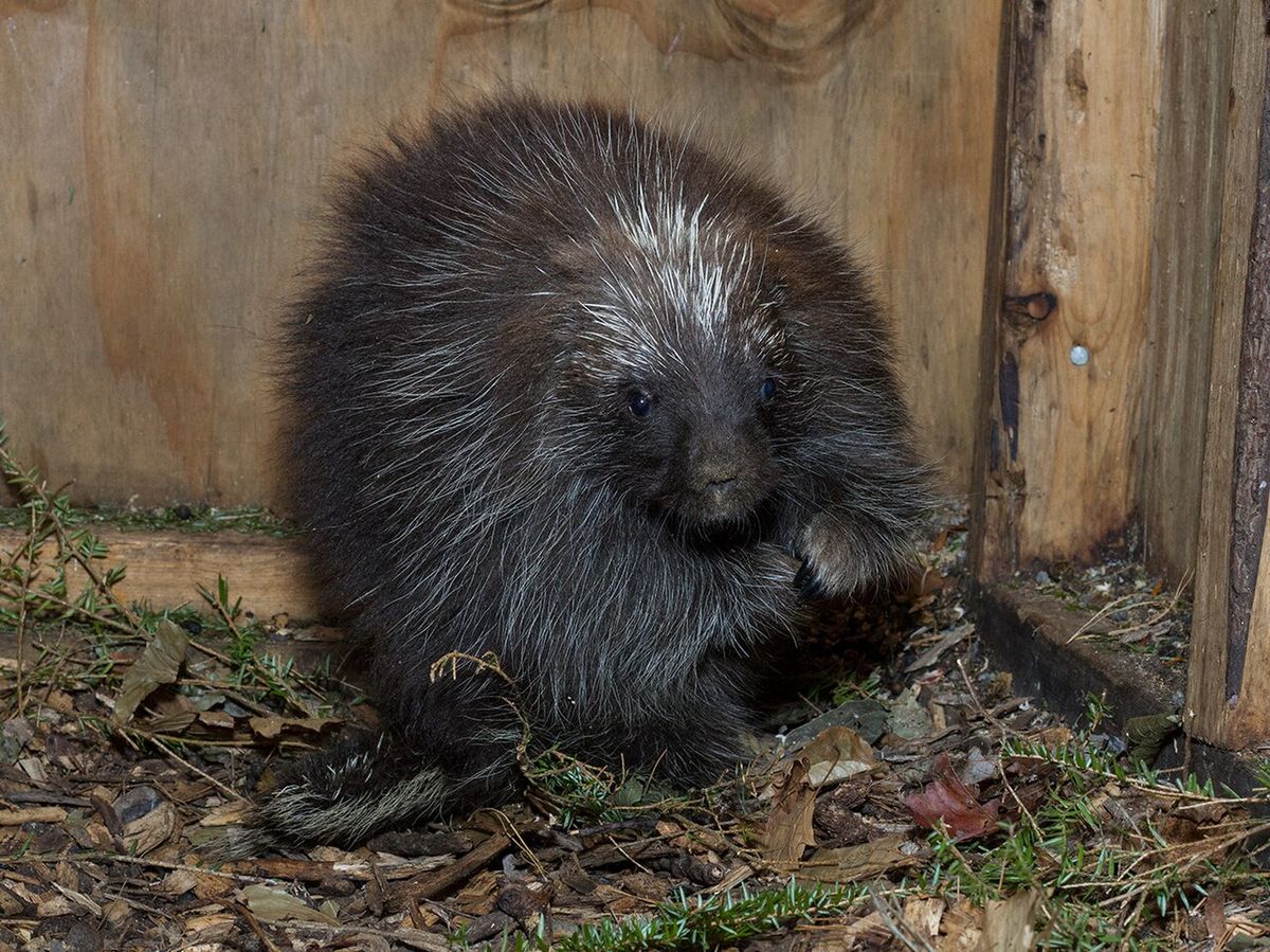 A juvenile male North American porcupine. Young males spend their first winters with their mothers.