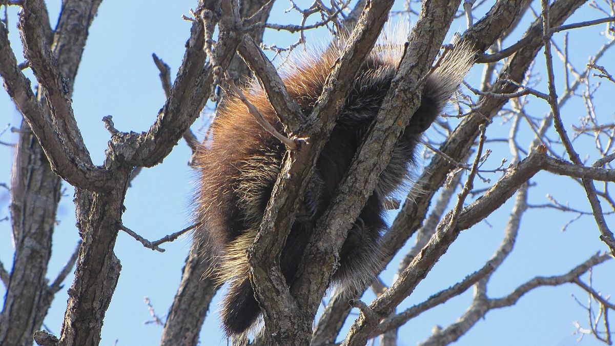 North American Porcupine (Erethizon dorsatum), sleeping in tree, Ottawa, Ontario