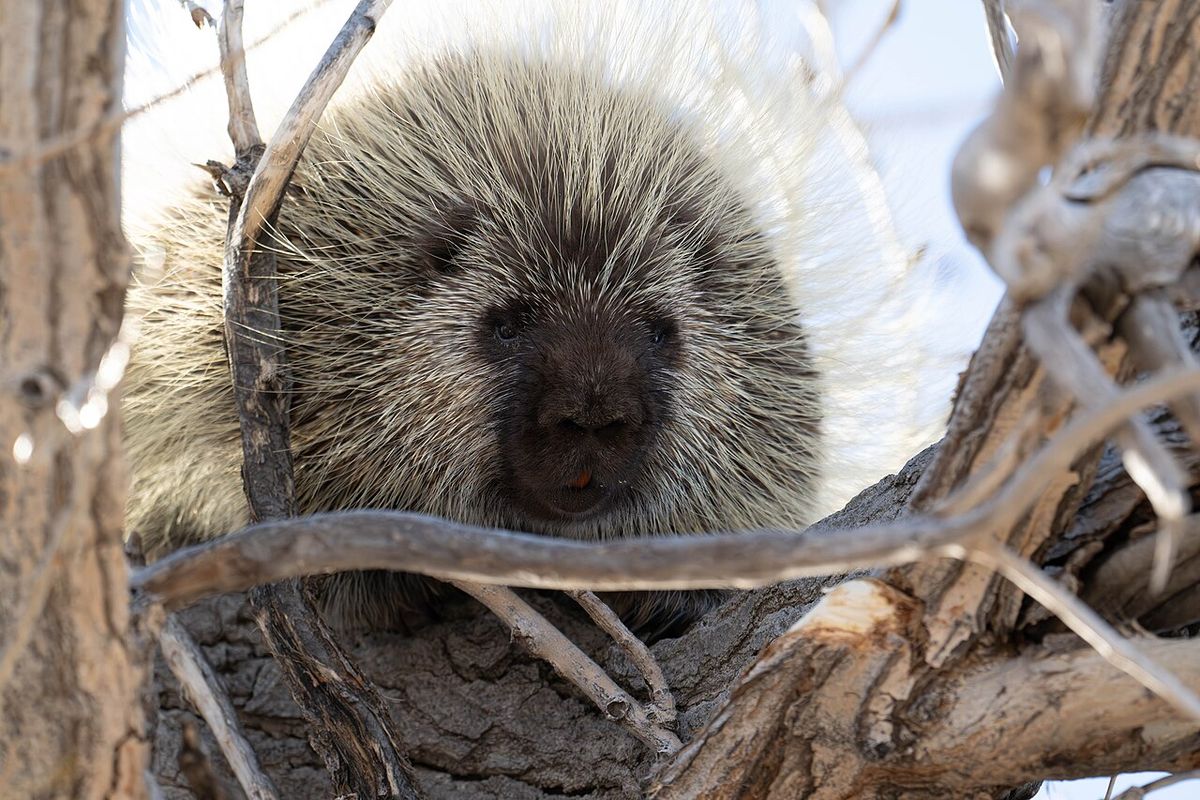 Porcupine in a cottonwood tree in Badlands National Park in South Dakota.