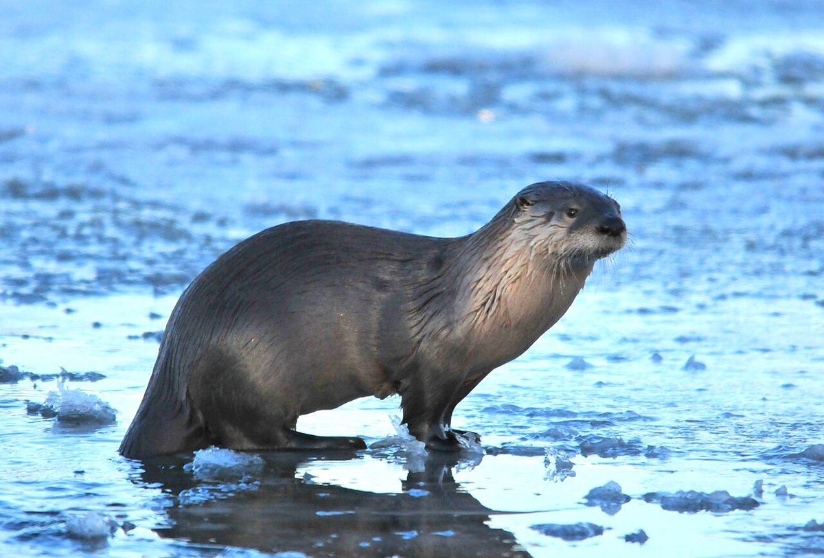 North American river otter