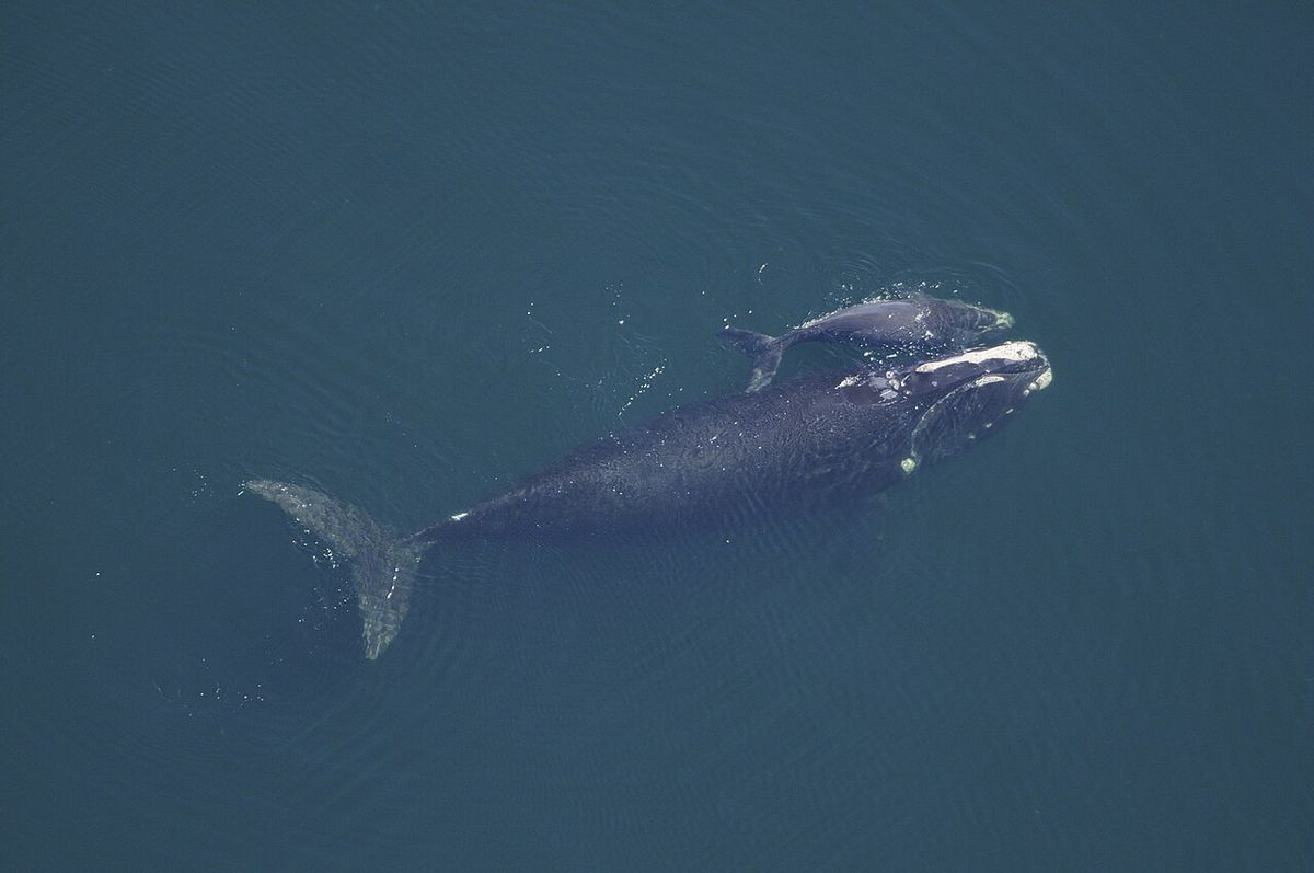 A right whale cow and calf