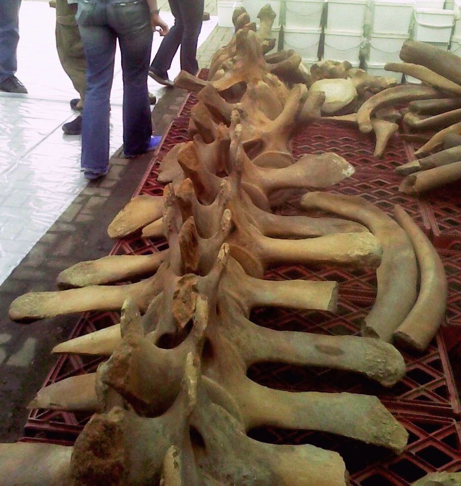The North Atlantic right whale bones found at Bay Wharf in Greenwich (North Atlantic right whale). It exhibits signs of advanced ankylosis t