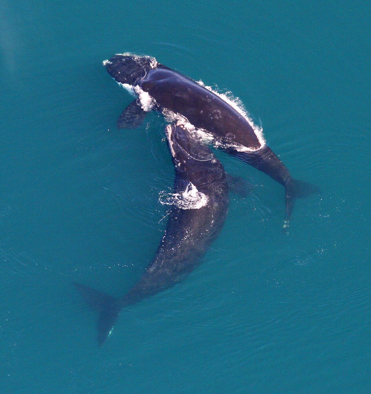 North Atlantic right whale