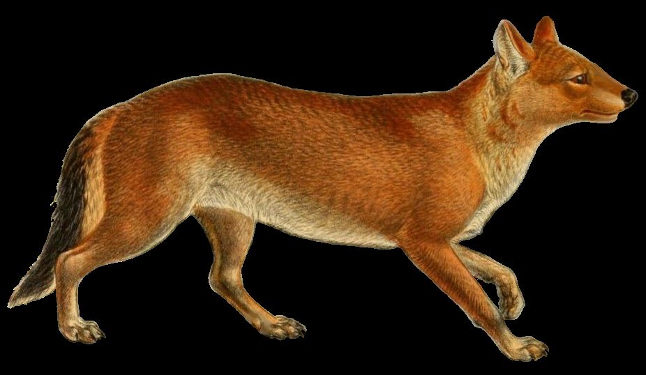 Dhole illustration remodeled as Aelurodon (shortened muzzle, increased jaw, added dewclaw on hind foot)