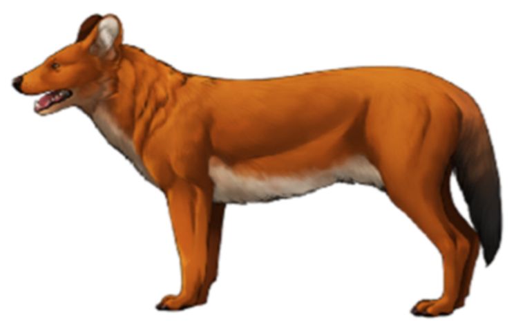 Illustration of C. a. europaeus