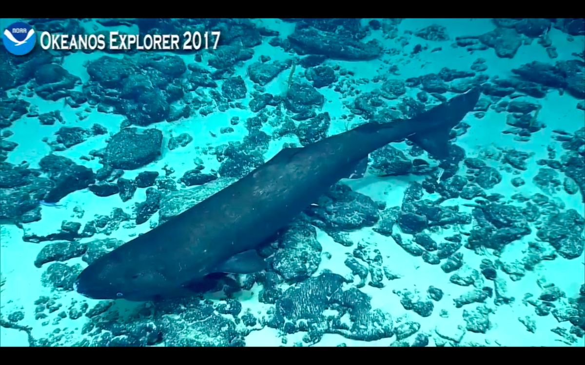 Pacific sleeper shark spotted during NOAA's 2017 CAPSTONE expedition