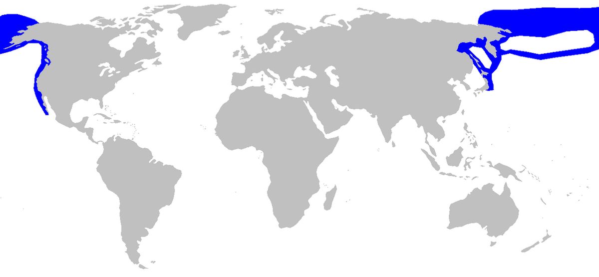 Pacific sleeper shark