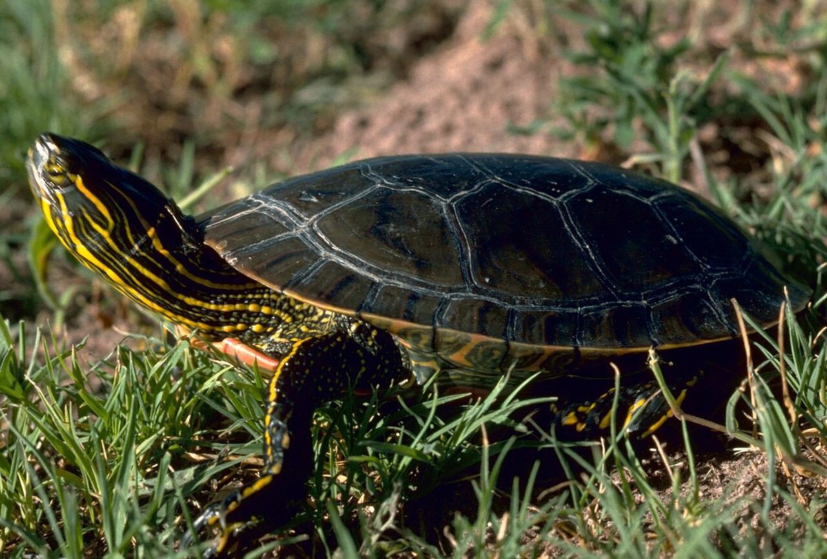 Western Painted Turtle in New Mexico. Original image has been flipped.