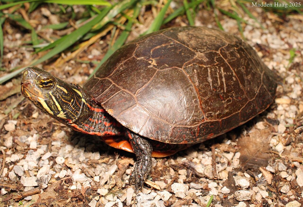Painted turtle