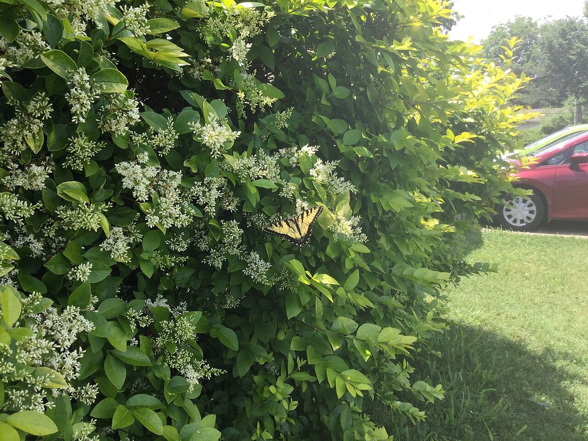 This was a very elusive butterfly to capture a photograph of. I tried to get closer, but it flew away too soon. Nevertheless, it still is a