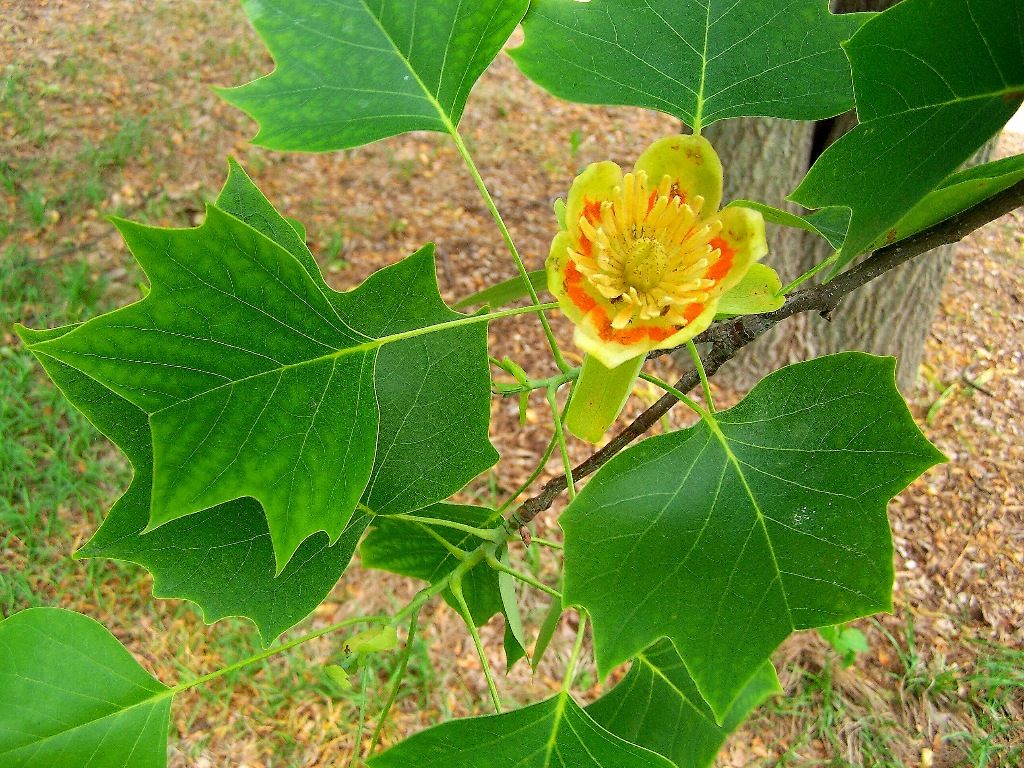 Liriodendron tulipifera (American Tulip-tree) foliage and flower.