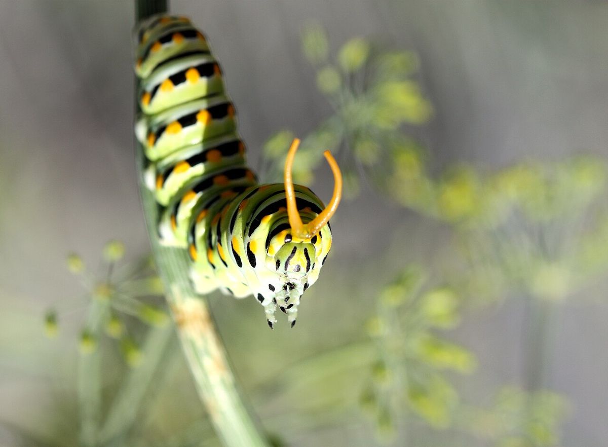 Black swallowtail caterpillar osmeterium