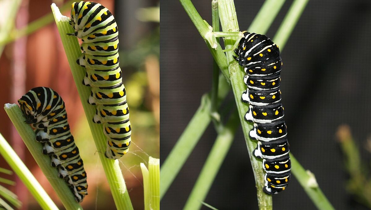 Black Swallowtail caterpillar color variations.
