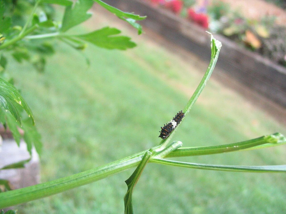 Picture of a first-instar Black Swallowtail larva, taken by the poster.