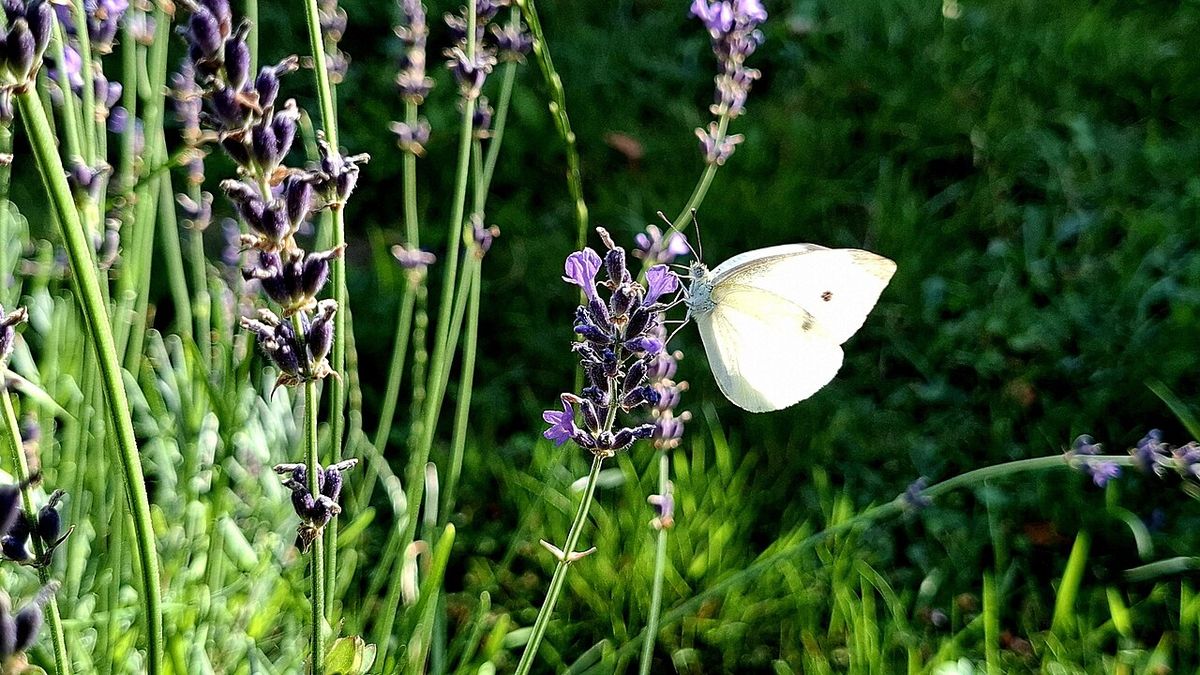 A small white (Pieris rapae) feeding on a lavender flower (Romania, 2025)