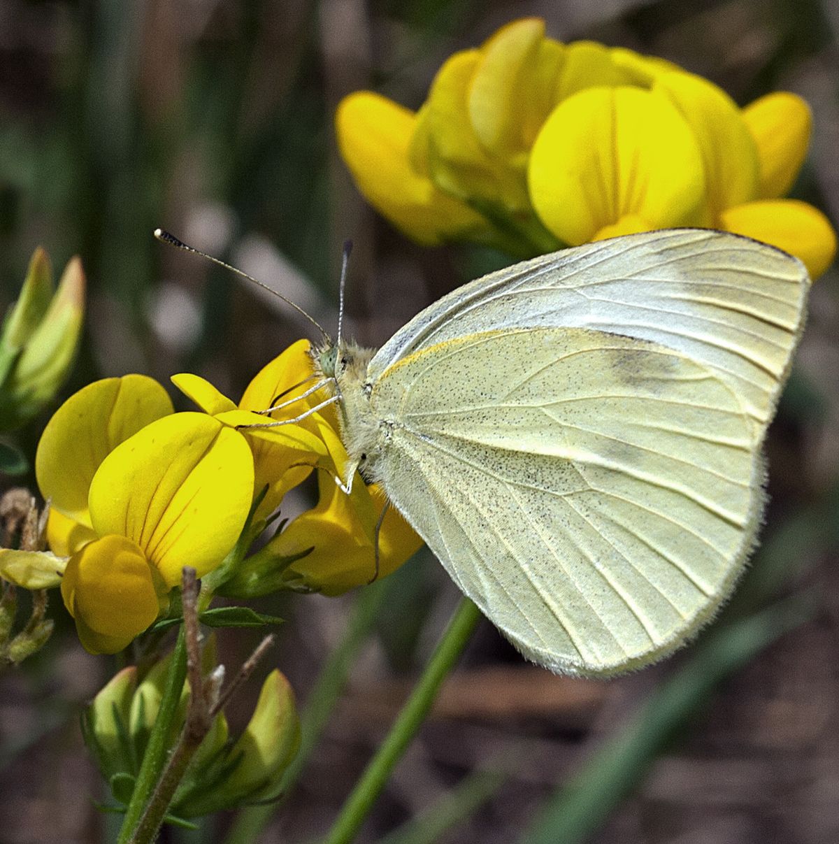 Cabbage White Butterfly (Pieris rapae) wings closed