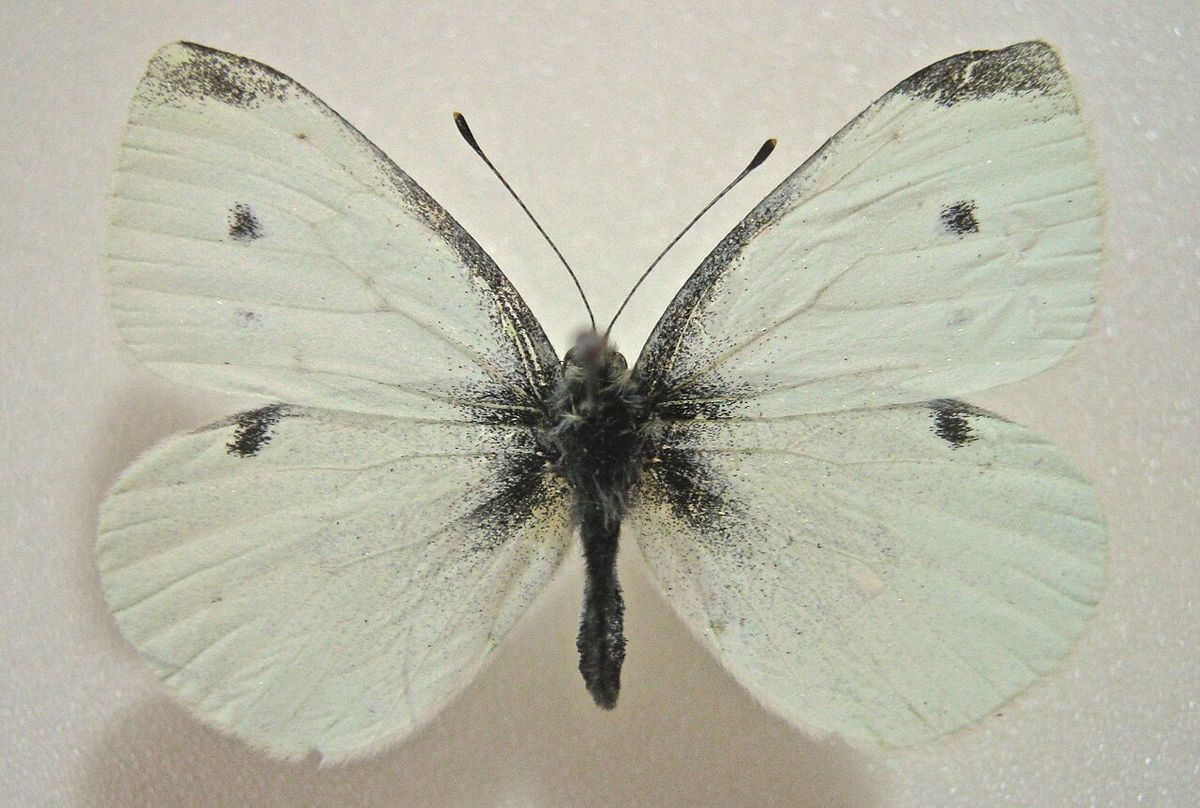 A pinned male specimen of Pieris rapae.