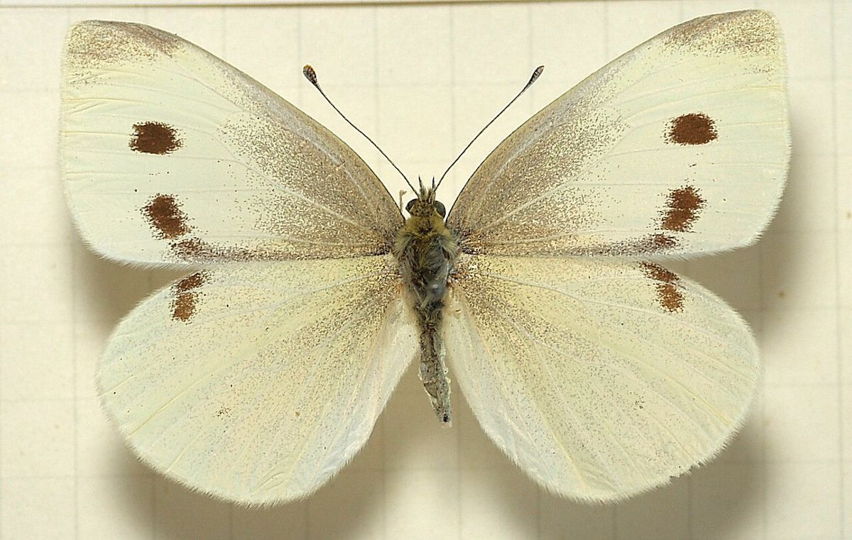 Pieris rapae