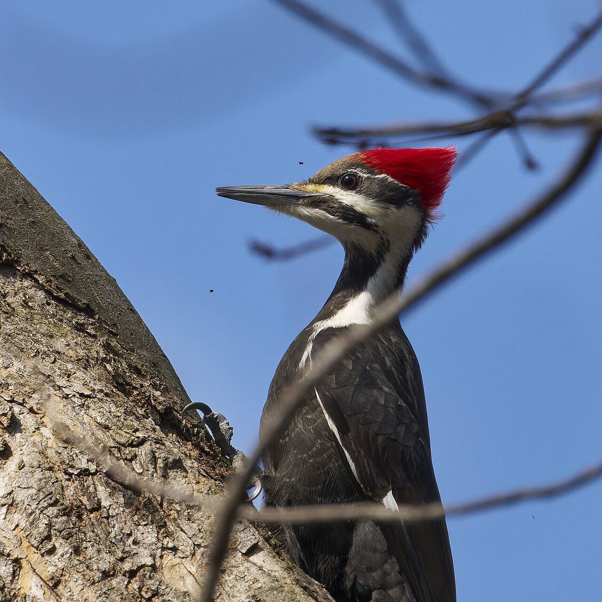 Pileated woodpecker, Keeney Cove, Glastonbury, CT USA