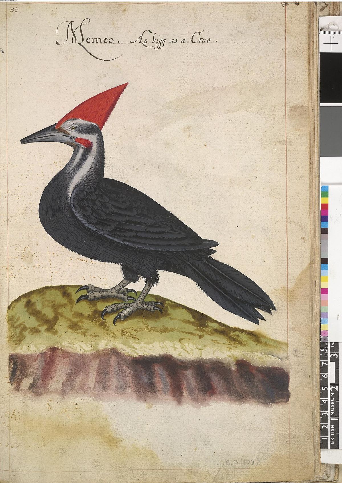 Pileated woodpecker