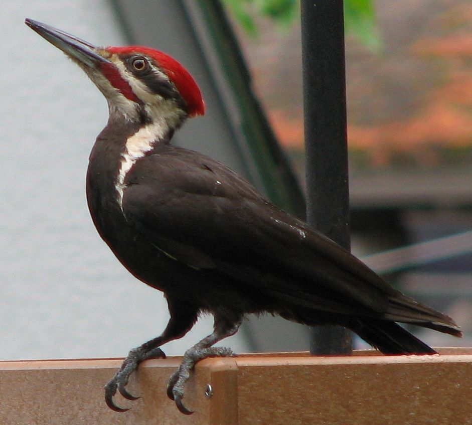 Grand pic mâle (Dryocopus pileatus)
