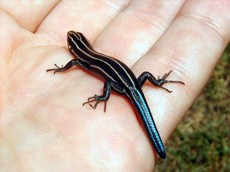 Five-lined Skink (Eumeces inexpectatus)