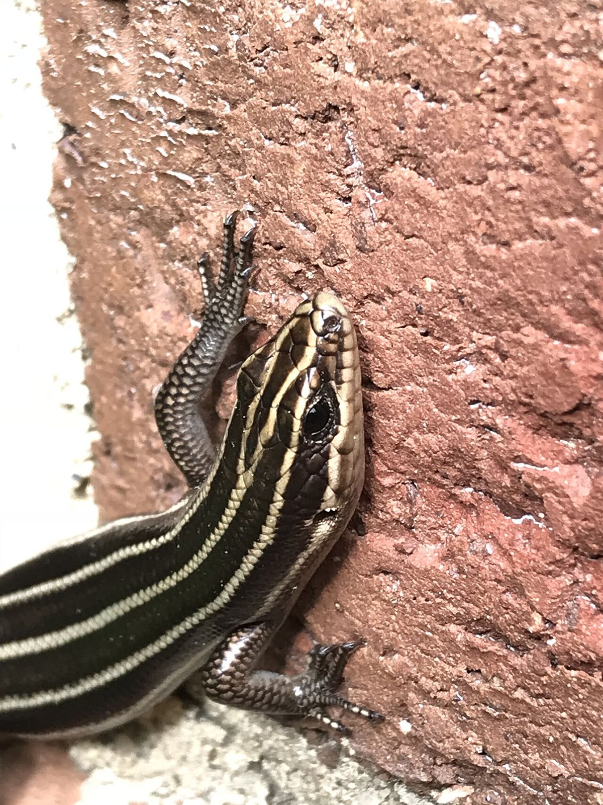 Cultural or natural site: lizard on unc chapel hill campus County: orange