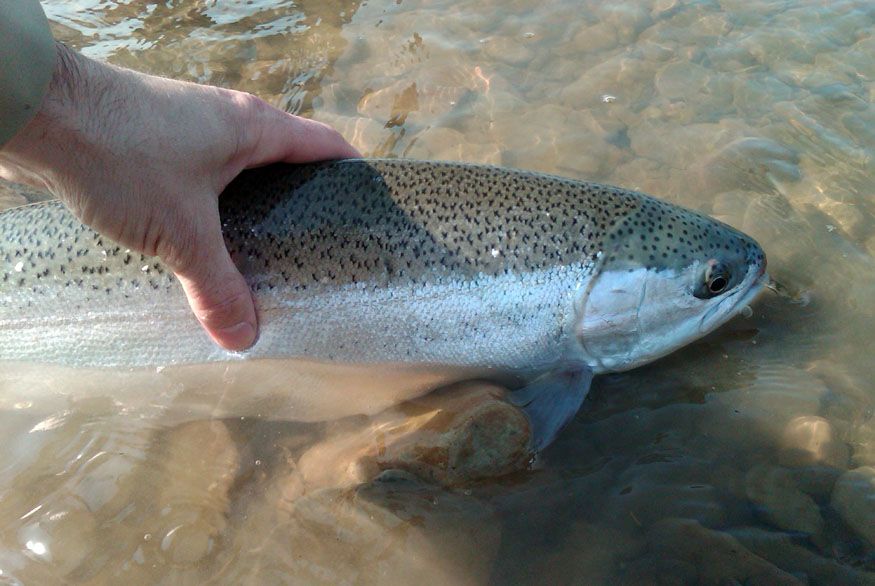 Lake Erie Steelhead (Oncorhynchus mykiss) in the Grand River in Ohio