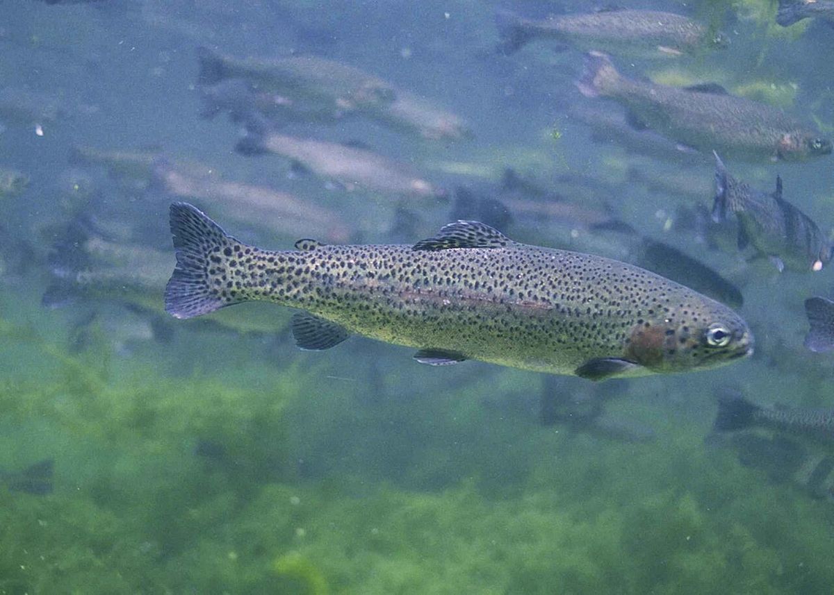 Rainbow trout