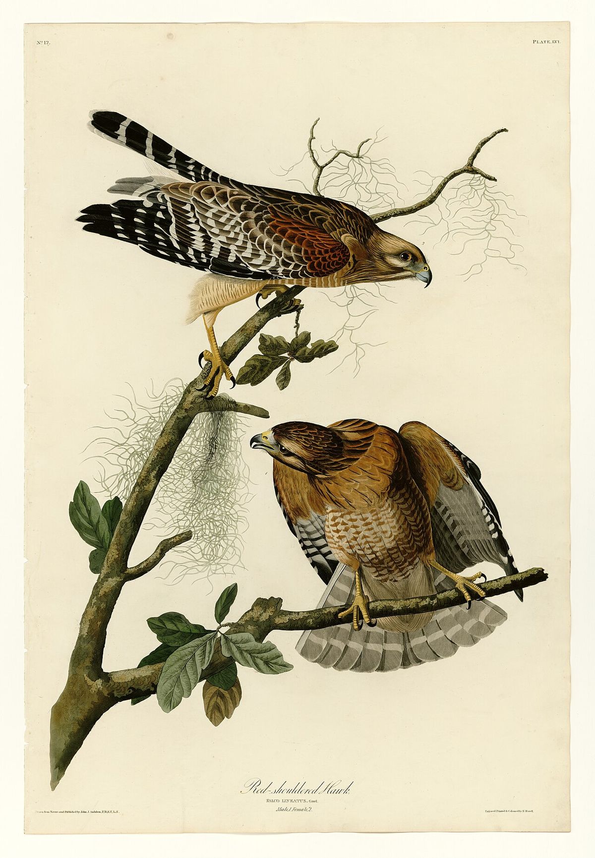 Plate 56 of Birds of America by John James Audubon depicting Red-shouldered Hawk.