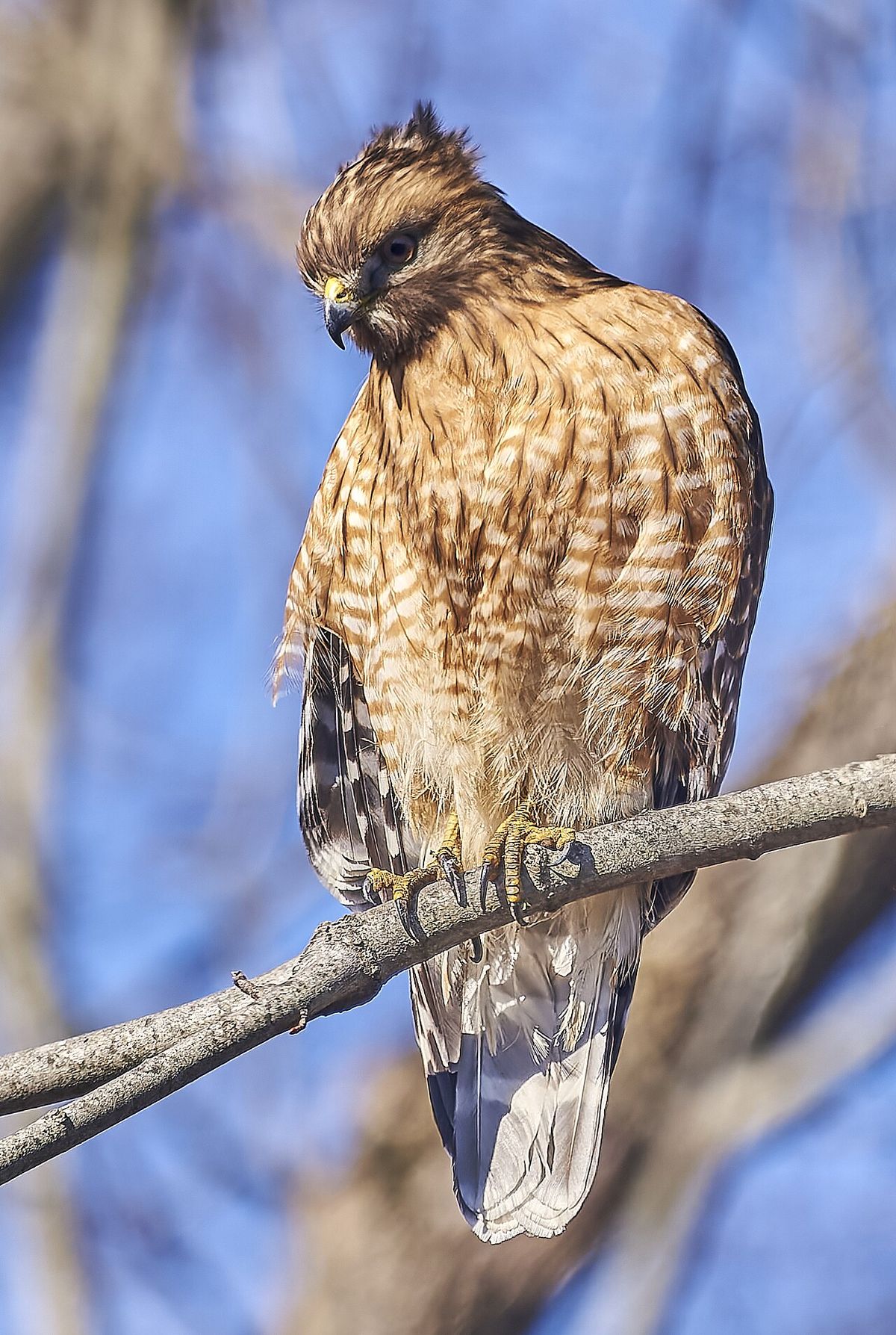 red-shouldered hawk, South Meadows Trail, East Hartford, Connecticut